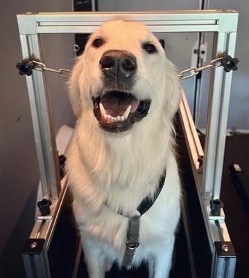 Alipetsmile Pet Dog Treadmill для маленьких/средних собак